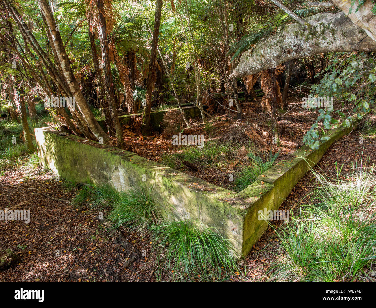 Regenerating forest and concrete building foundations, ruins of abandonded workshop,Whalers Base, Paterson Inlet, Rakiura Stewart Island, New Zealand Stock Photo