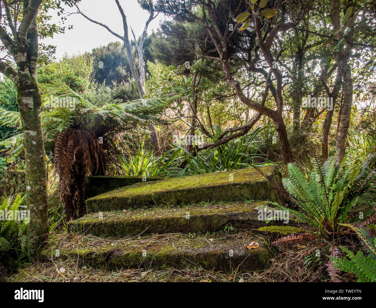 Regenerating native forest, growing around concrete steps, remains of Managers House, Whalers Base, Paterson Inlet, Rakiura Stewart Island New Zealand Stock Photo