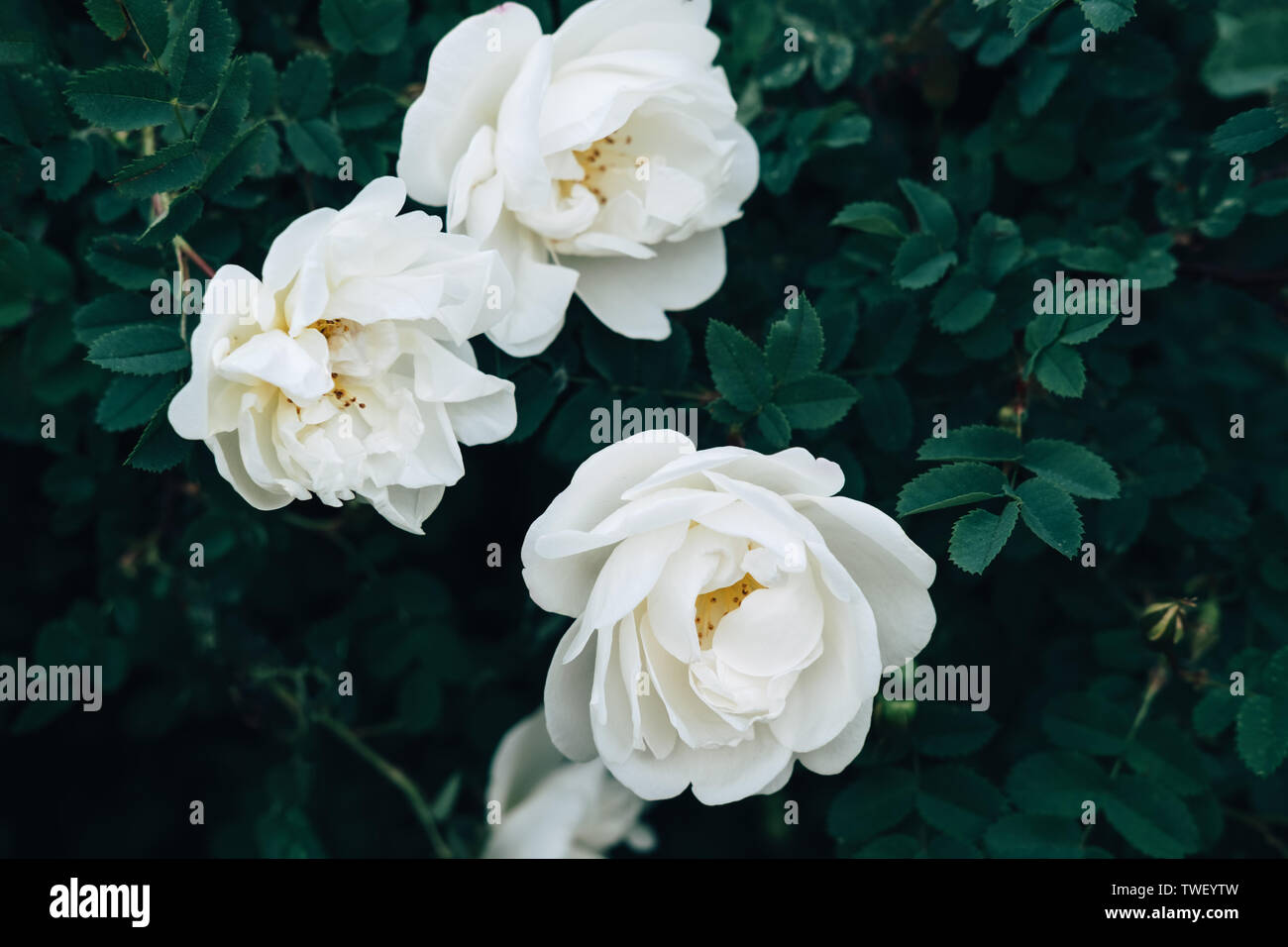 White roses in blossom closeup. Three aromatic ivory flowers, peonies with tender petals growing among dark green foliage. Traditional wedding bouquet element. Floral symbol of love and purity Stock Photo