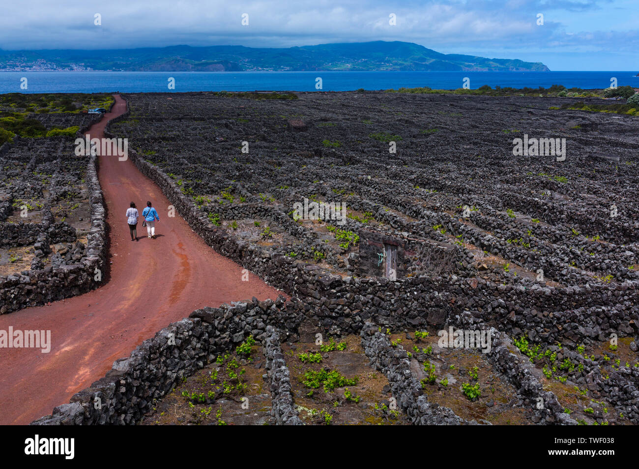 Landscape of the Pico Island Vineyard Culture has been classified by ...