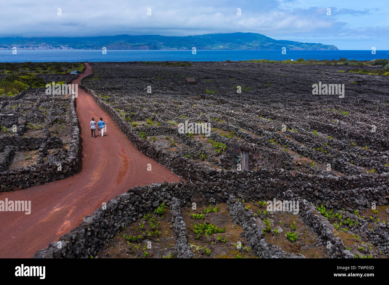 Landscape of the Pico Island Vineyard Culture has been classified by ...