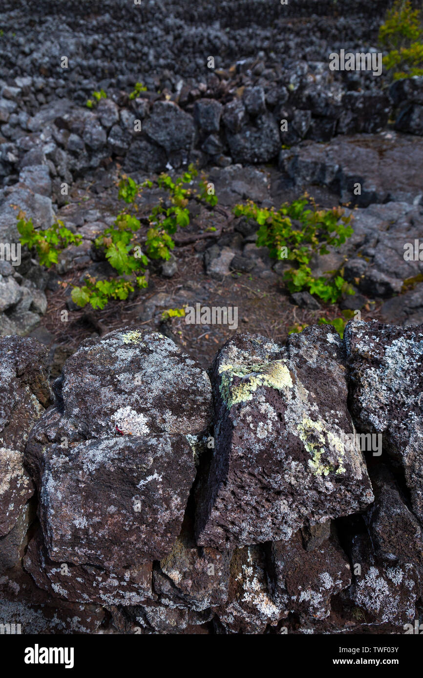 Landscape of the Pico Island Vineyard Culture has been classified by ...