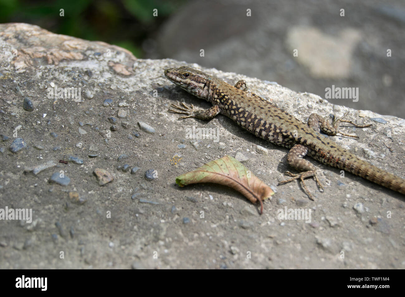 Western Whiptail Lizard High Resolution Stock Photography and Images ...