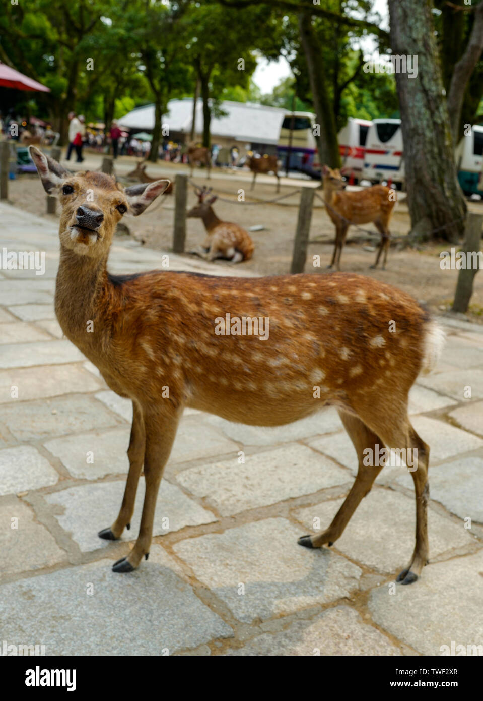 Kyoto, Japan, 31st, May, 2017. A lovely deer is walking on the ground in Nara Park. Nara Park is a public park located in the city of Nara, Japan Stock Photo