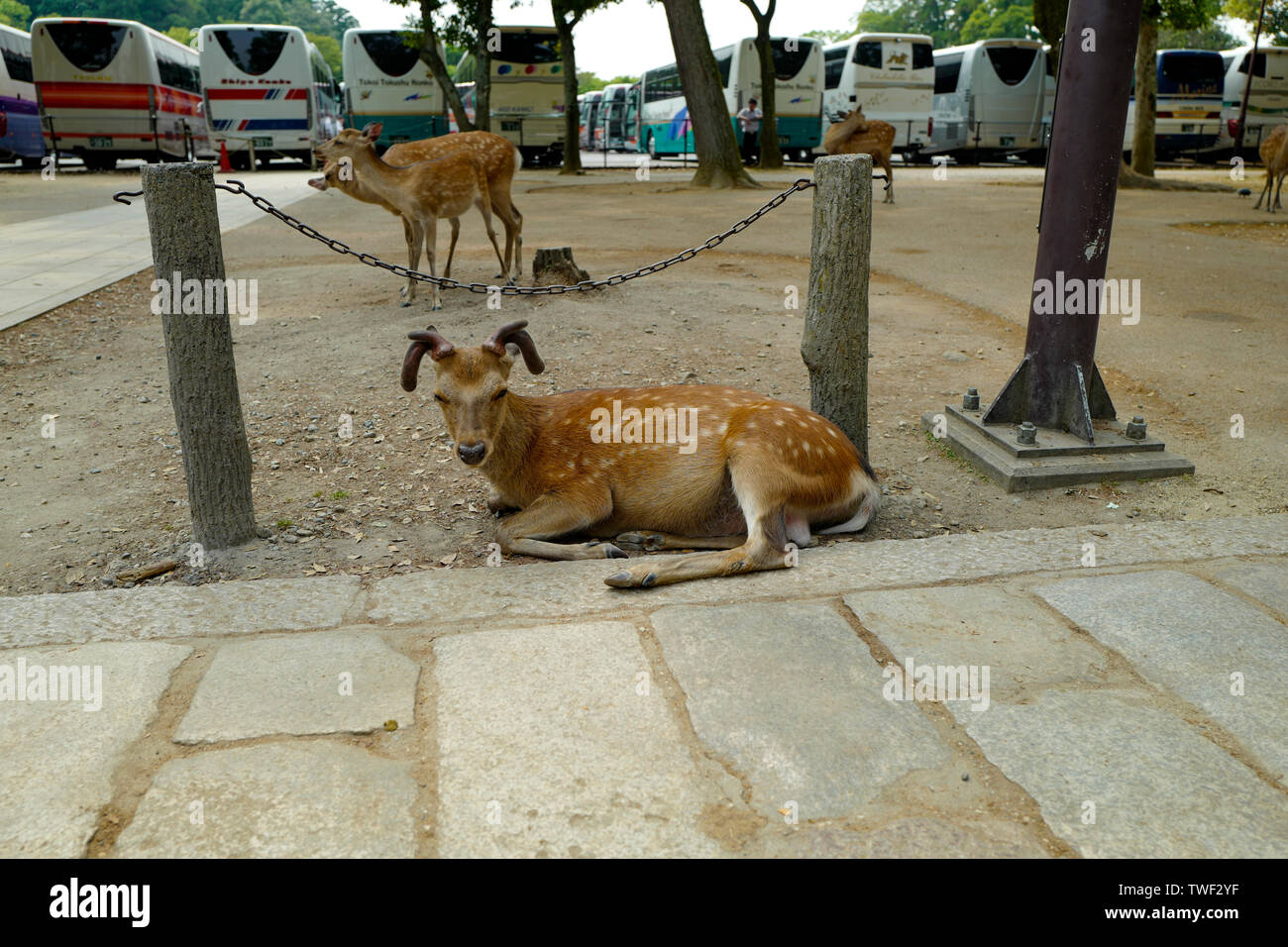 Kyoto, Japan, 31st, May, 2017. A deer has a pair of curved antler lying on the ground in Nara Park. Stock Photo