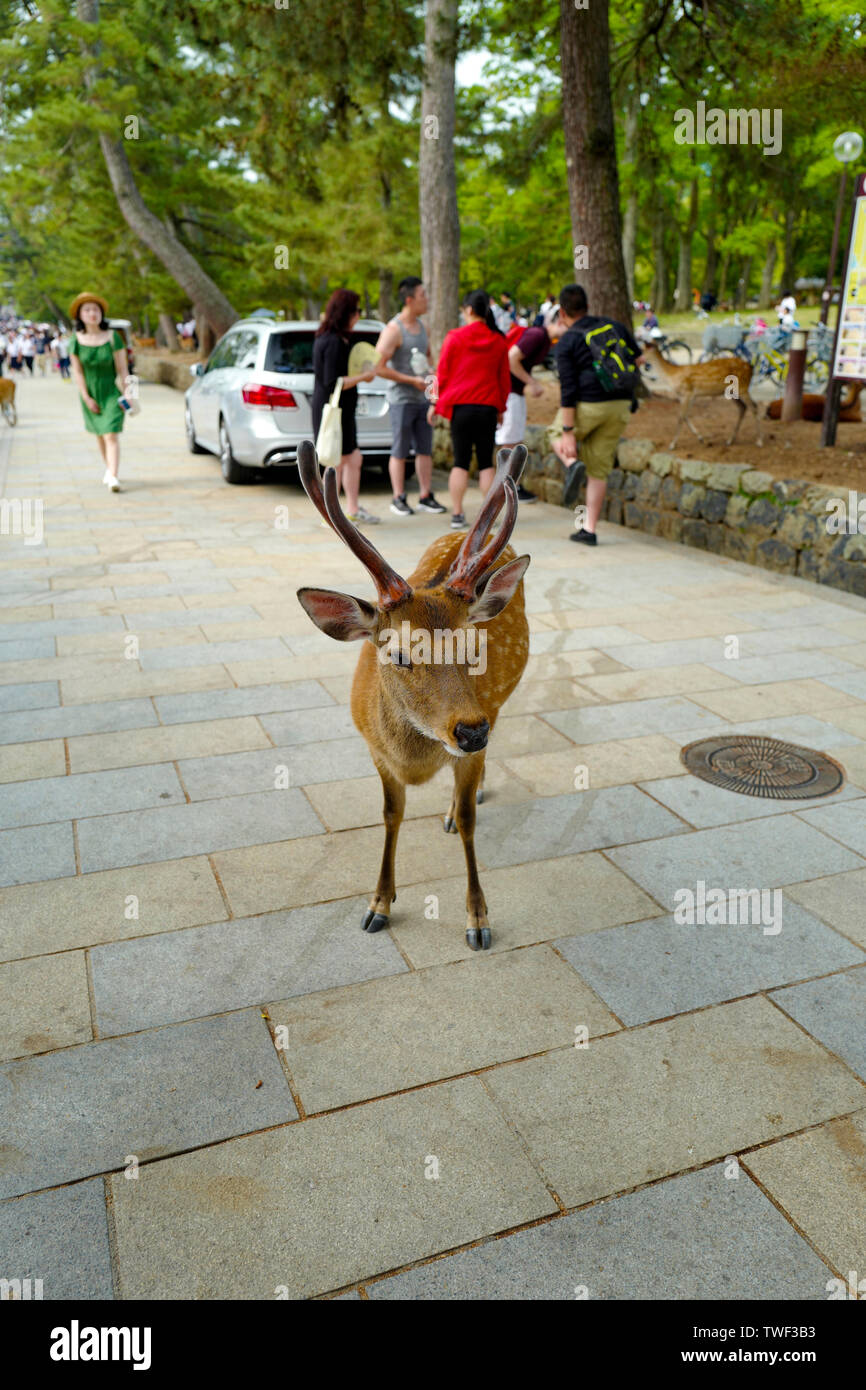 Kyoto, Japan, 31st, May, 2017. A lovely deer is walking on the ground in Nara Park. Nara Park is a public park located in the city of Nara, Japan Stock Photo