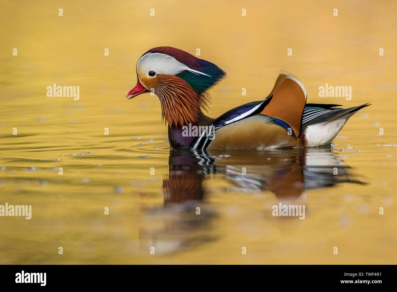 Mandarin Duck; Aix galericulata; Drake; Devon; UK Stock Photo