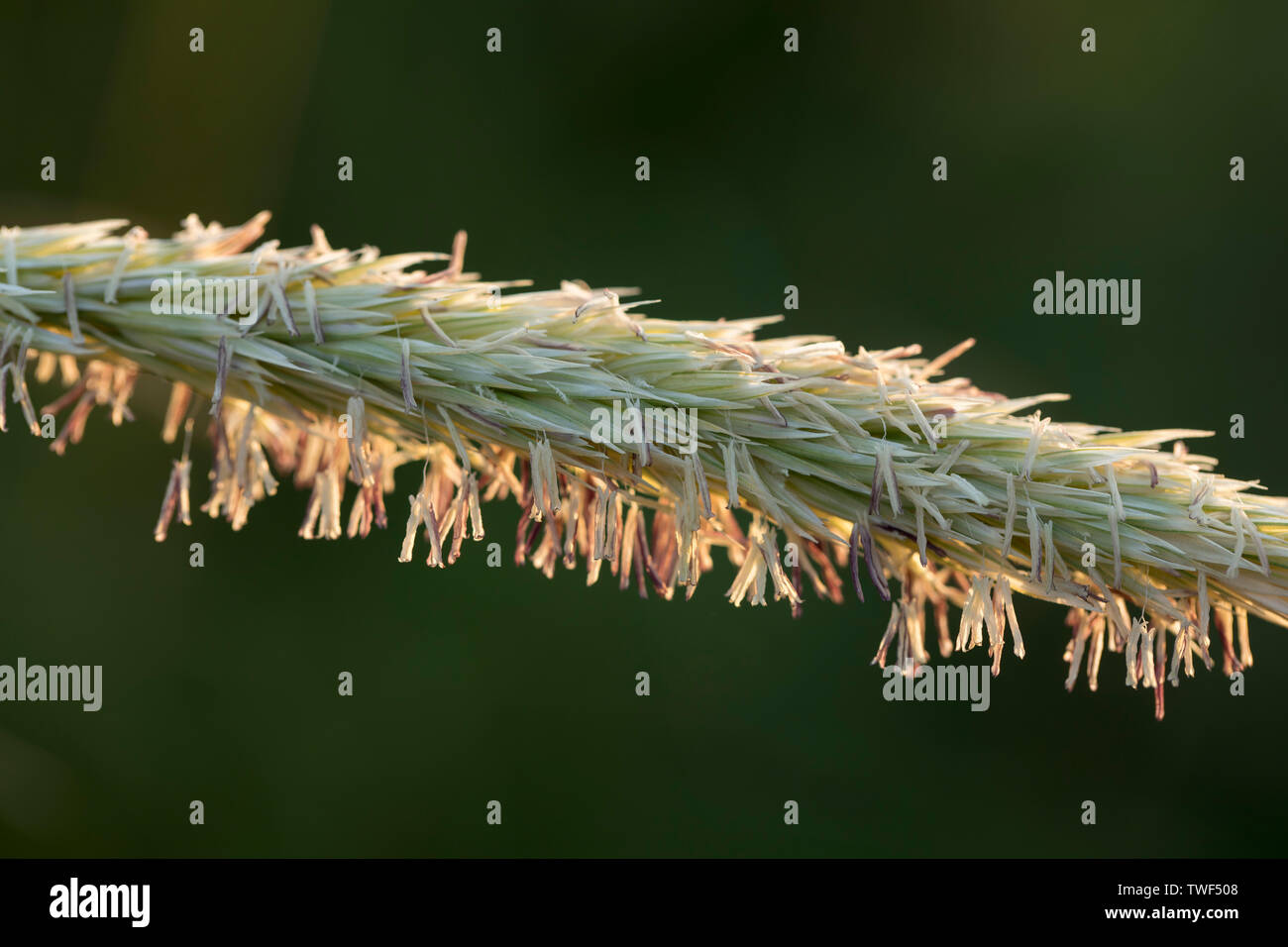 Marram Grass Flower; Ammophila arenaria; Cornwall; UK Stock Photo