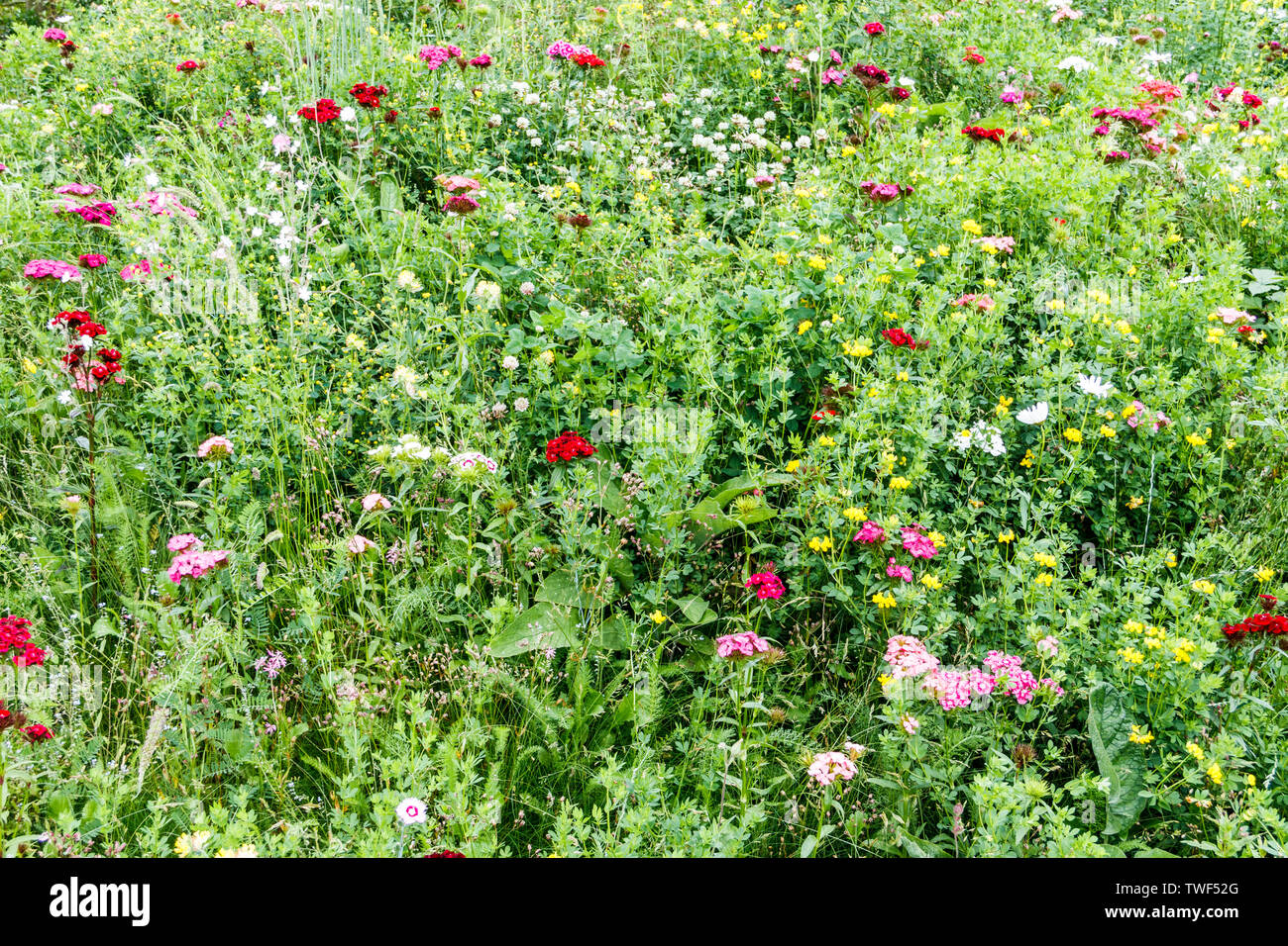 Close-up of a field of wild flowers Stock Photo