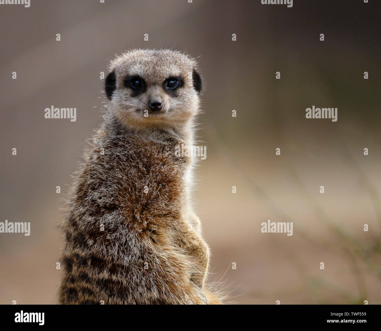 A meercat stands guard over the mob as a group of Meercats are called. Stock Photo