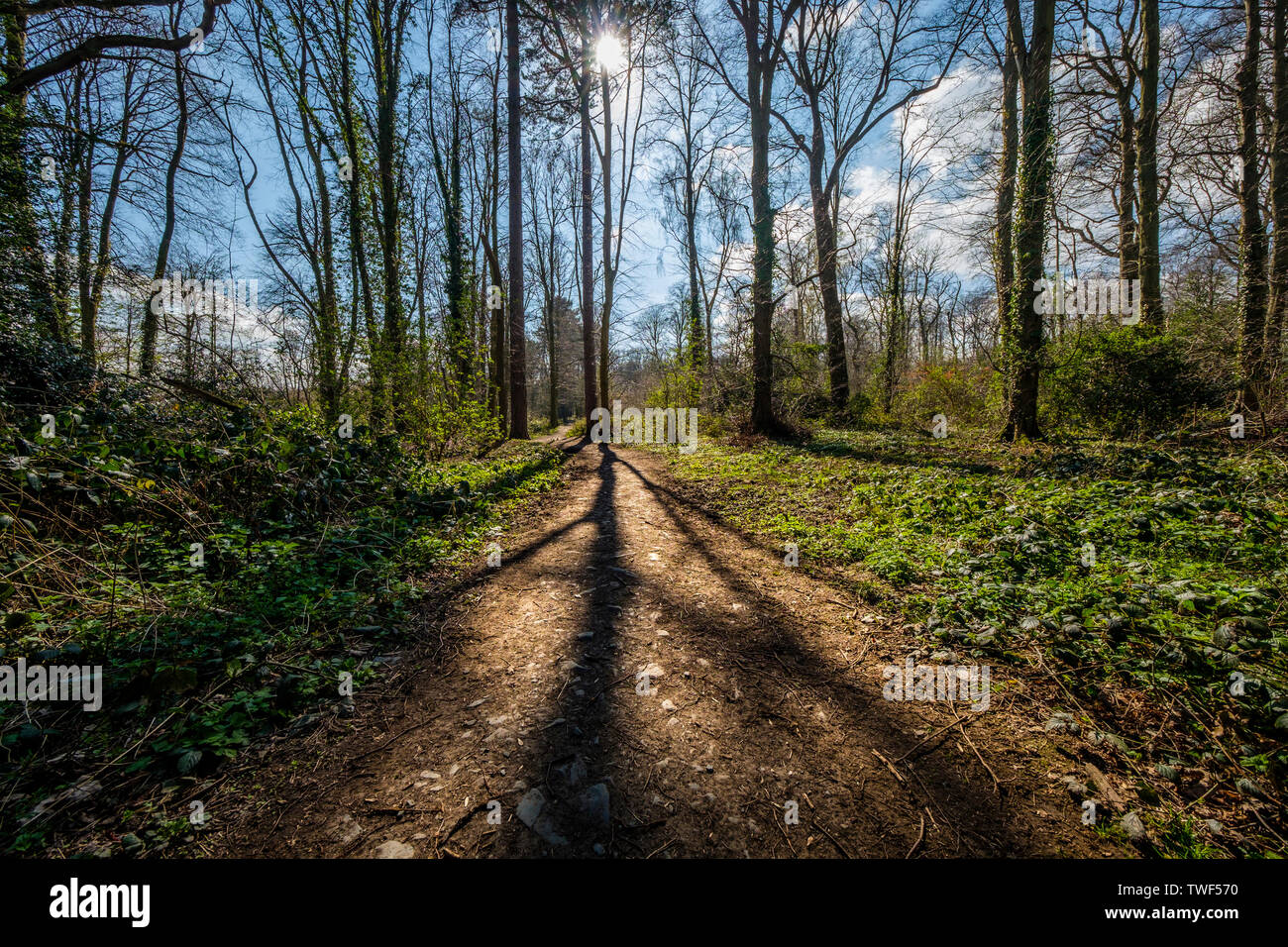 The low sun in early spring casts long shadows in Swithland Wood. Stock Photo