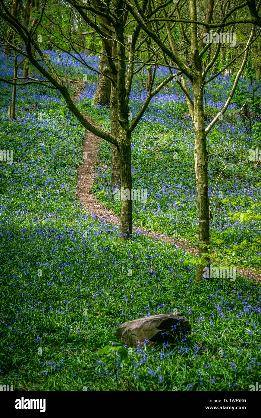 Bluebells in the ancient woodland of The Outwoods which is one of the oldest surviving woodland sites in Charnwood. Stock Photo