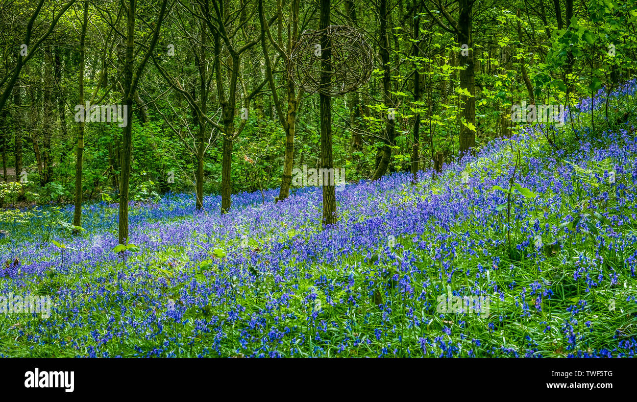 Bluebells in the ancient woodland of The Outwoods which is one of the oldest surviving woodland sites in Charnwood. Stock Photo