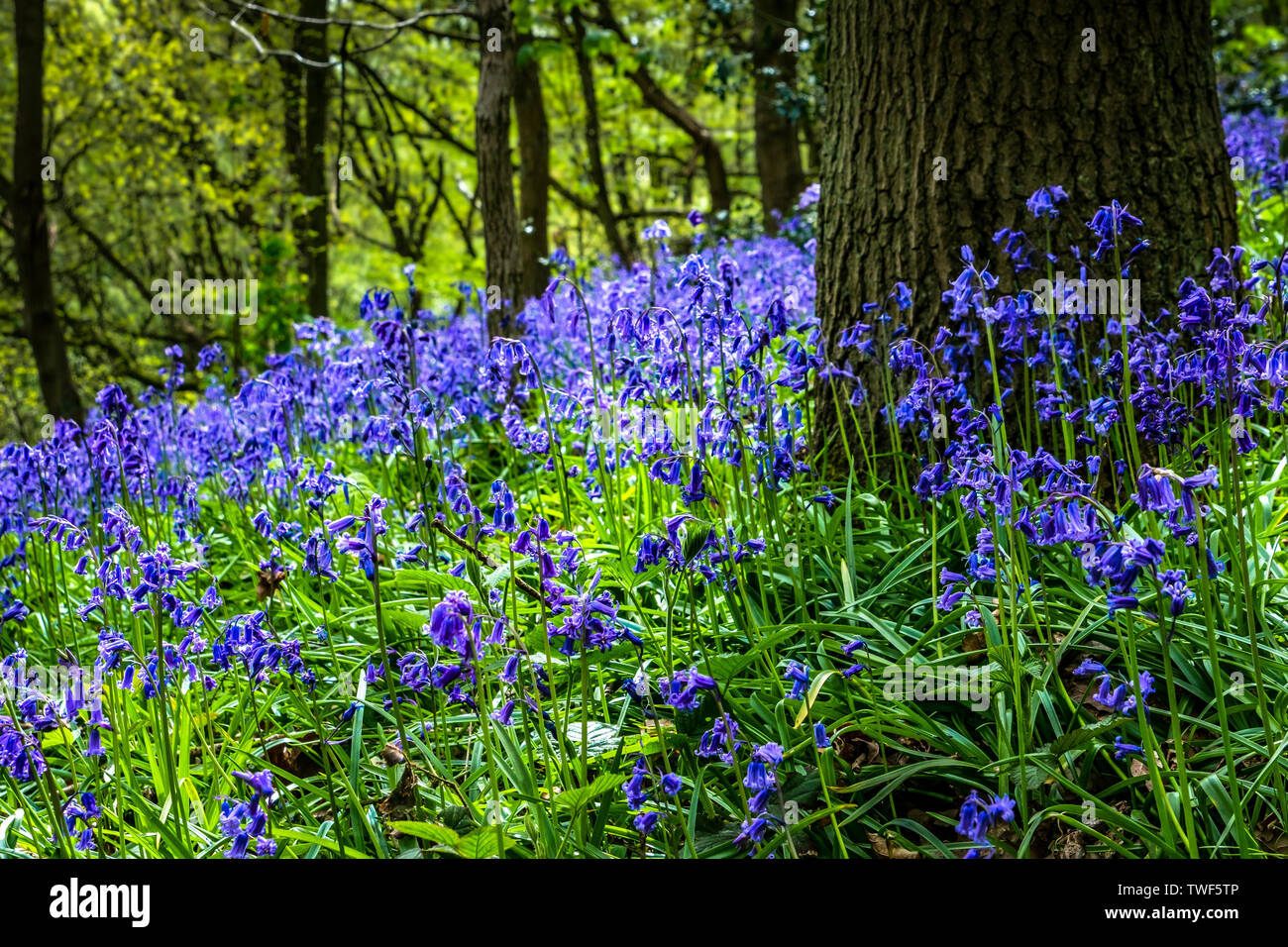Bluebells in the ancient woodland of The Outwoods which is one of the oldest surviving woodland sites in Charnwood. Stock Photo