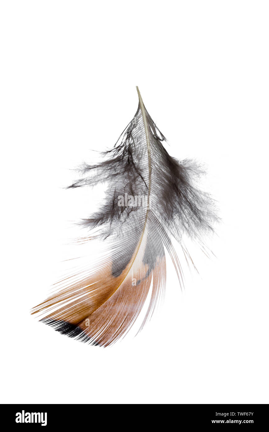 bird feather isolated on white background Stock Photo - Alamy