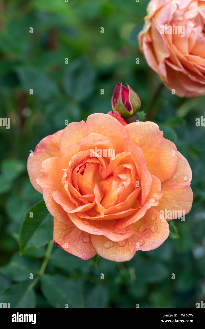 Close up of an orange shrub rose called Lady of Shalott  - David Austin roses, UK Stock Photo