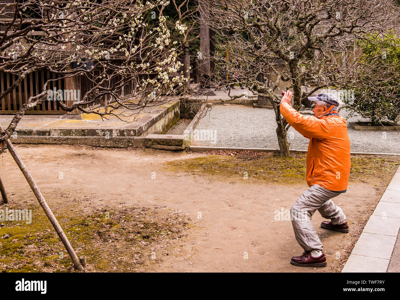 Man photographing blossom on tree in Tokei-Ji Temple garden in Kamakura in Japan. Stock Photo