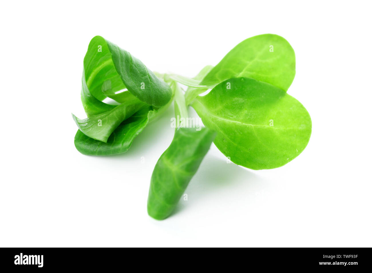 Spinach isolated on white background Stock Photo - Alamy