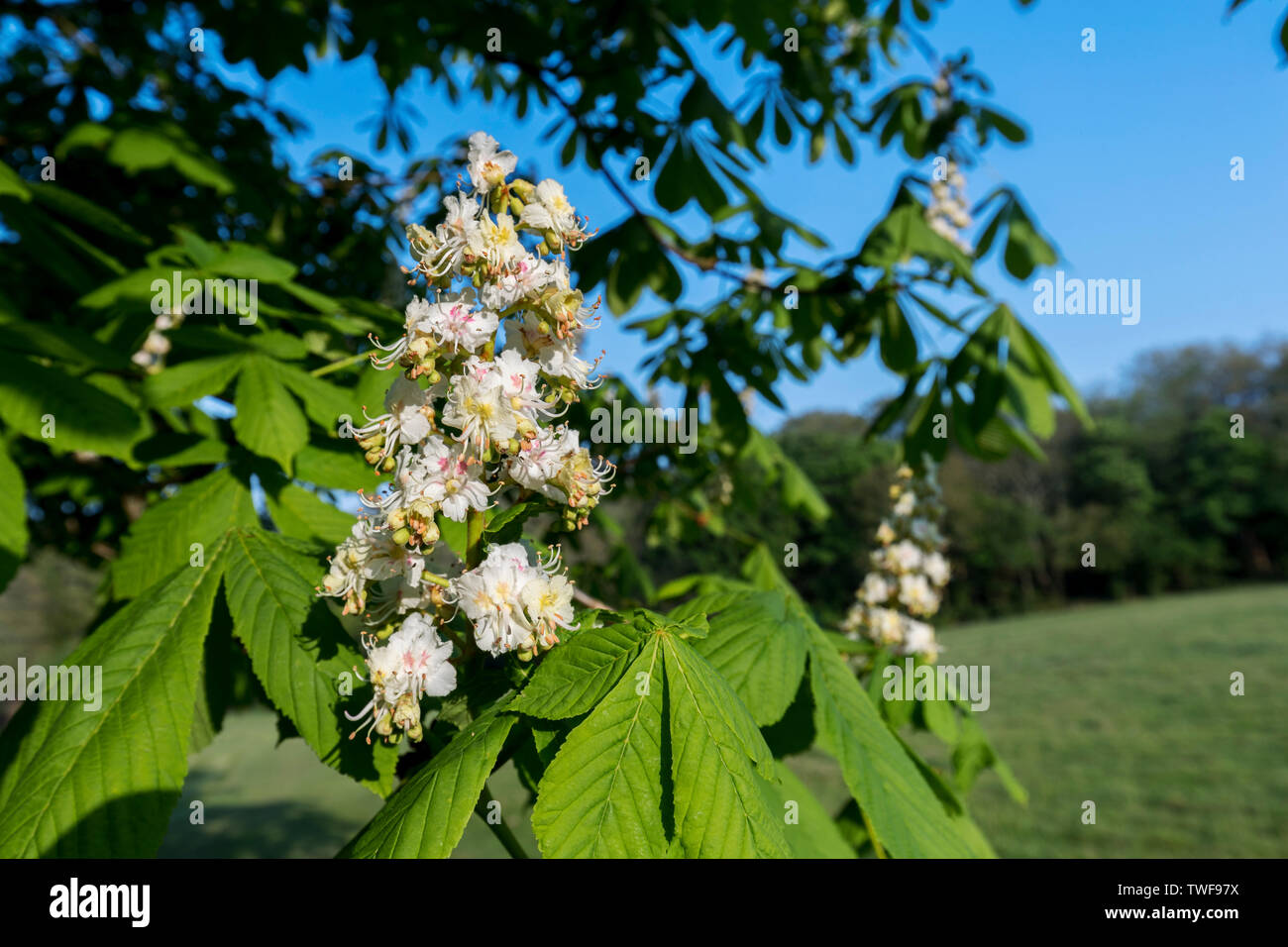 Horse Chestnut Tree; Aesculus hippocastanum; Flowering; gardens