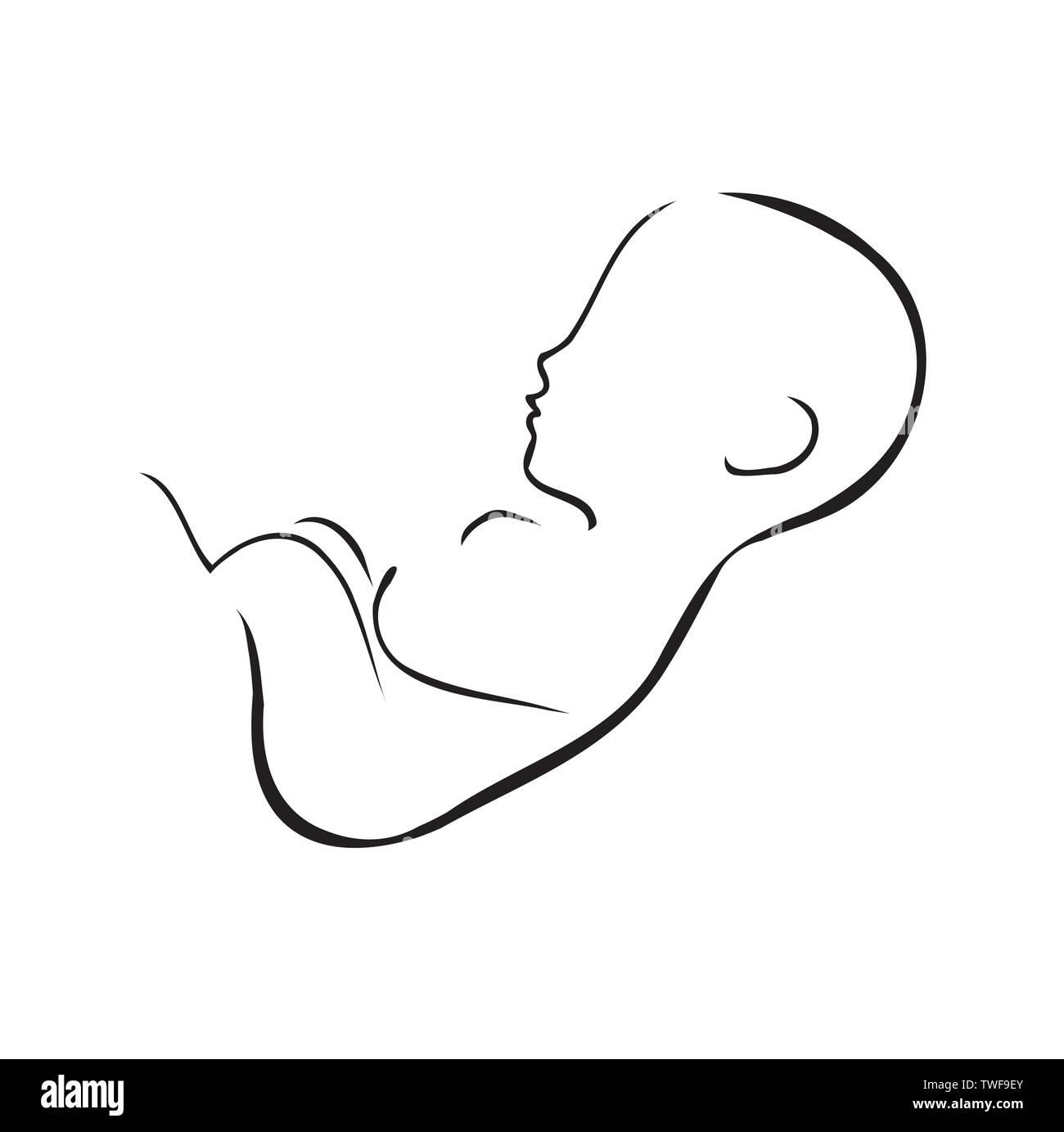 Fetus inside the womb with placenta attached Stock Vector