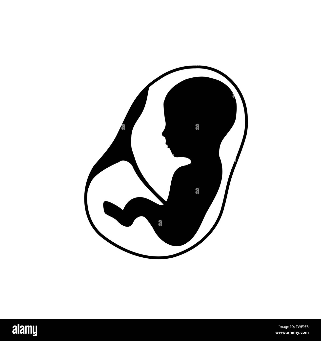 Fetus inside the womb with placenta attached Stock Vector