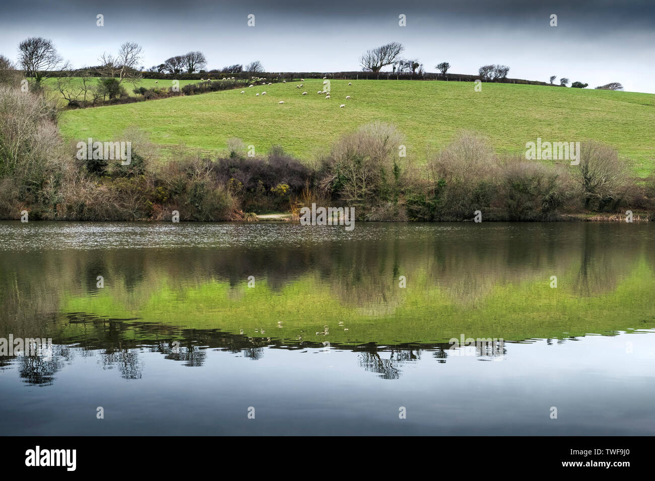 Reflection in the still water in Porth reservoir in Cornwall. Stock Photo
