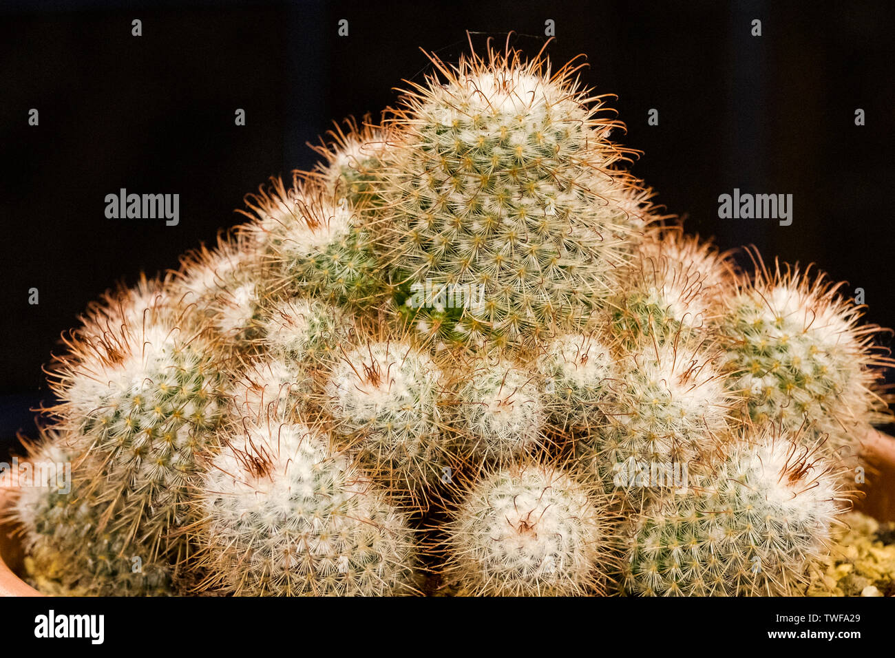 Cacti Mammillaria. Stock Photo