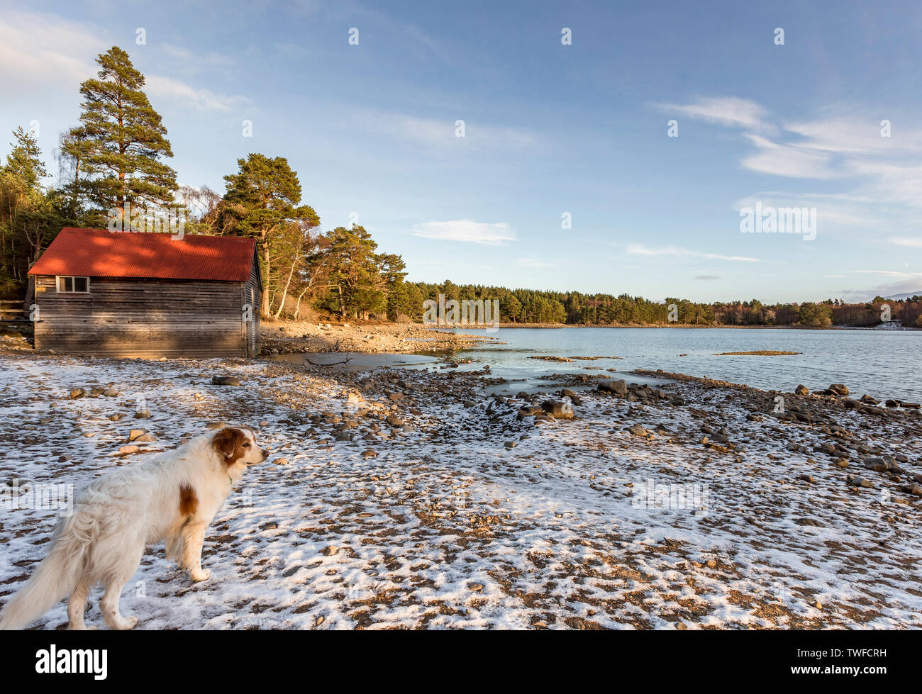 Dog at Loch Vaa in the Cairngorms National Park of Scotland. Stock Photo