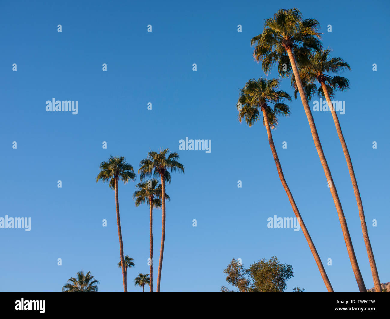 Tall palm trees in Palm Springs set against a deep blue sky. Stock Photo