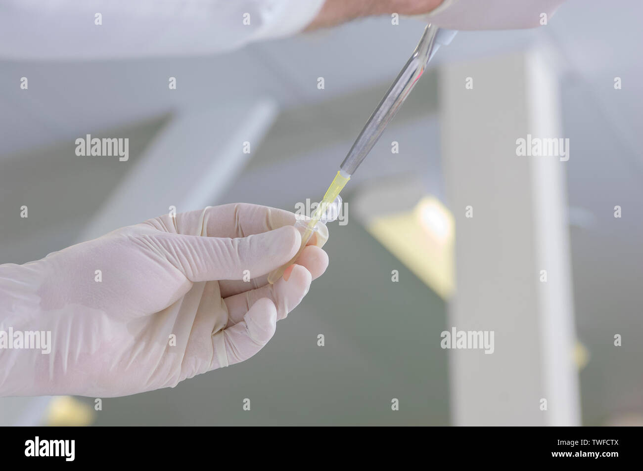 View of gloved hands in a science laboratory pipetting a sample. Stock Photo
