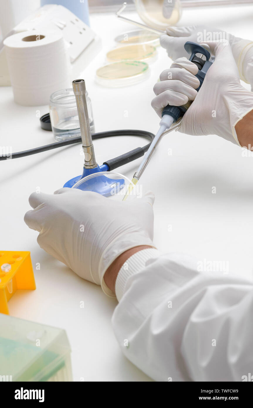 Gloved hands preparing petri dish samples in a scientific laboratory setting showing pipette and bunsen burner. Stock Photo