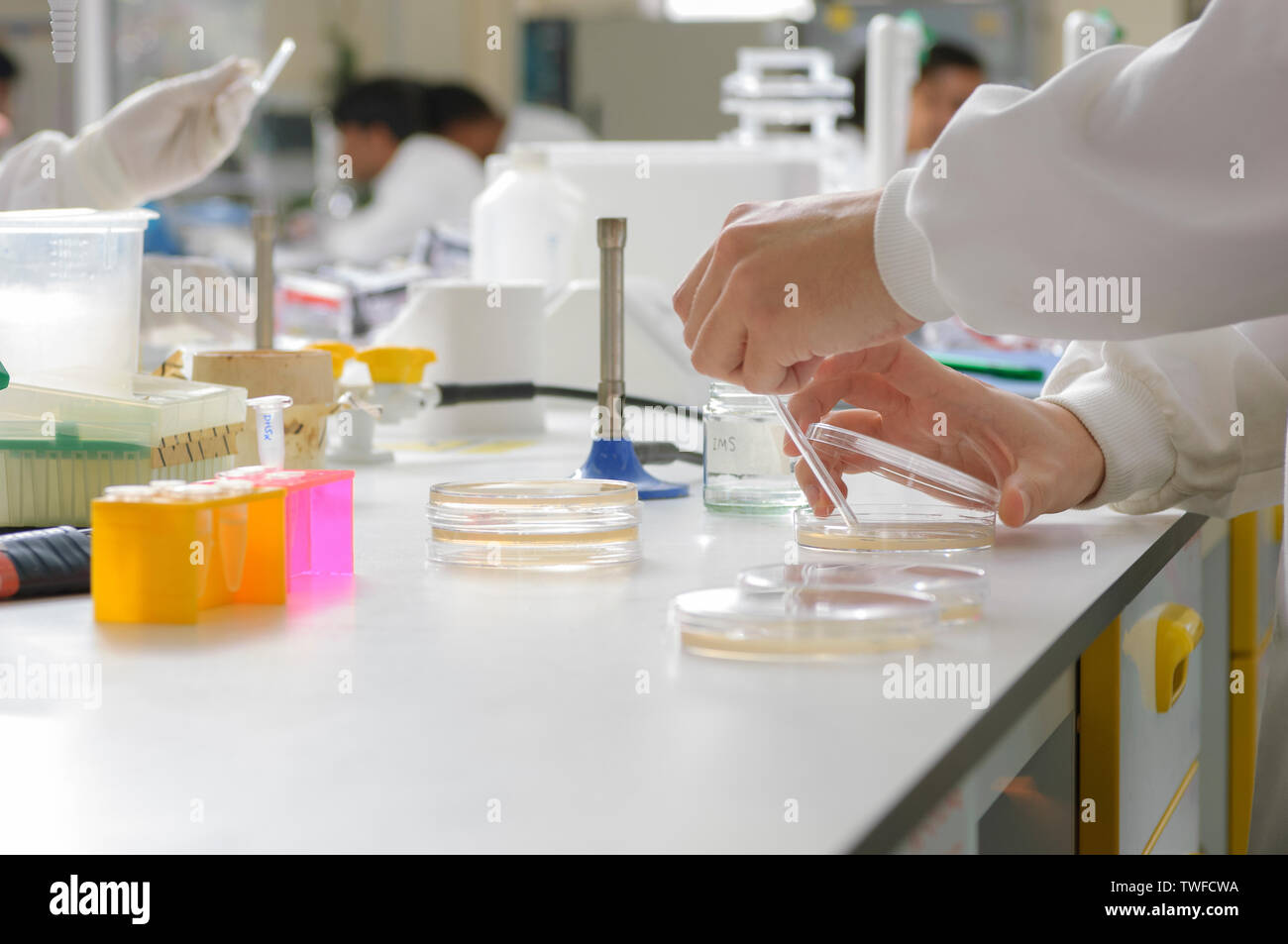 Worktop height viewpoint of a science laboratory workbench with a pair of ungloved hands in the foreground preparing a petri dish. Stock Photo