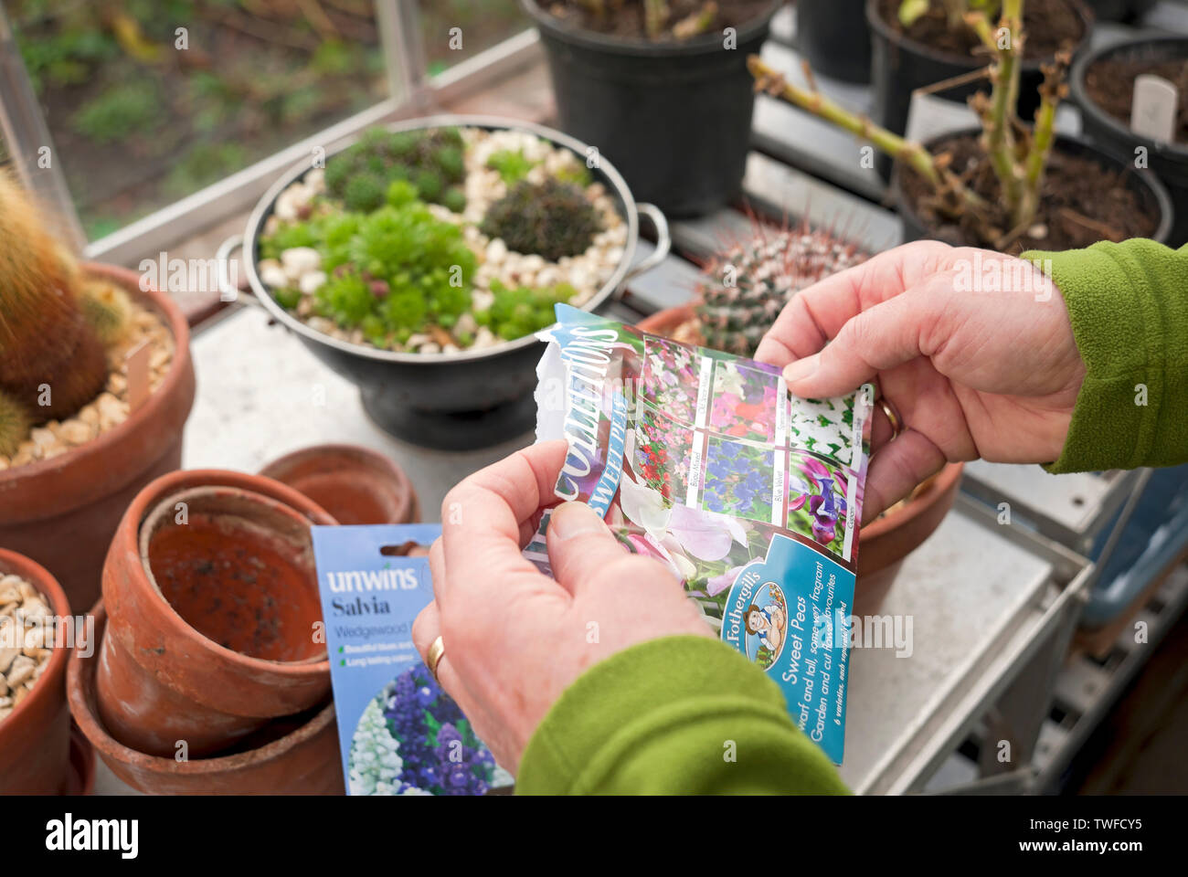 Man sorting through packets of flower seeds in the greenhouse. Stock Photo