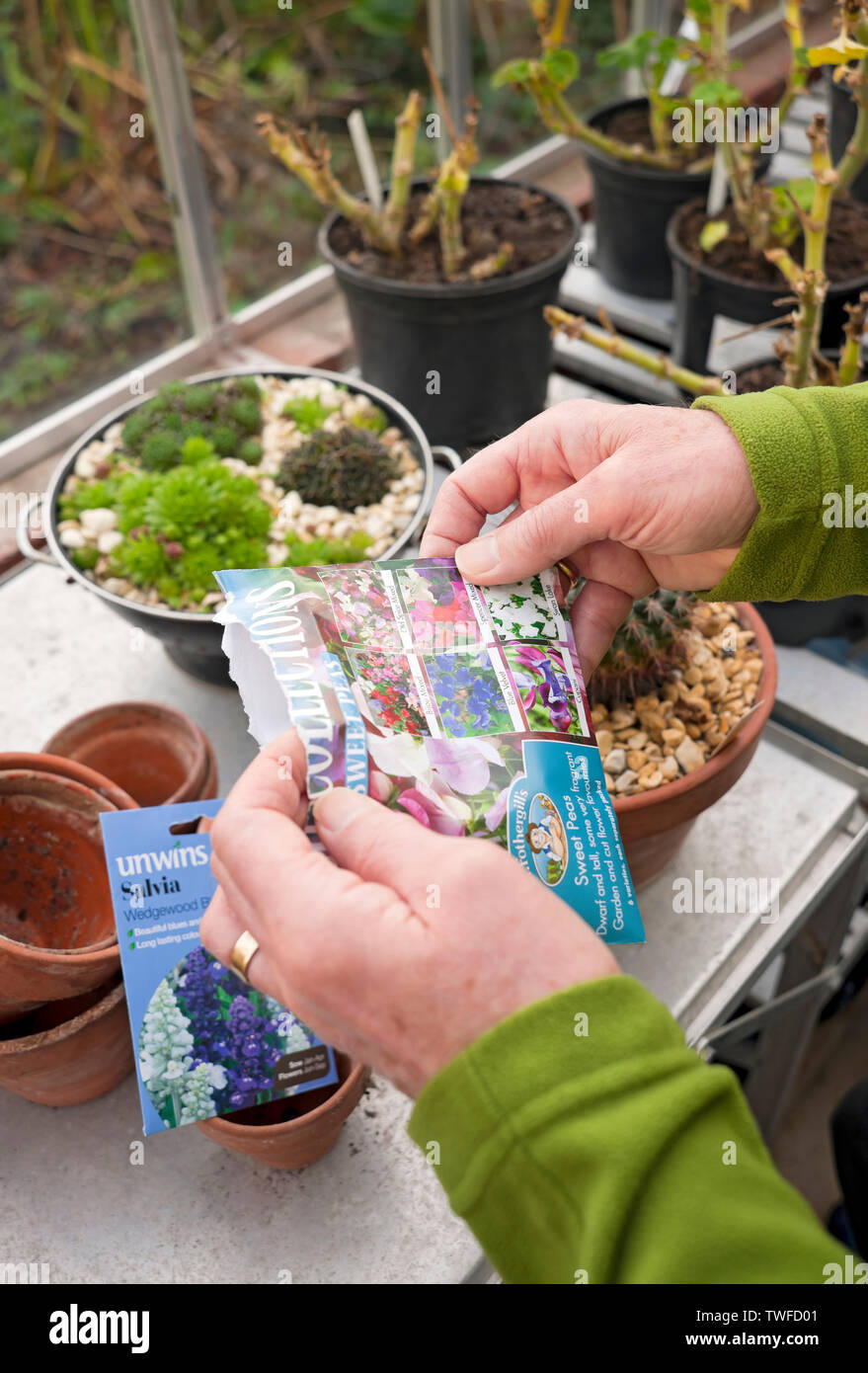 Man sorting through packets of flower seeds in the greenhouse. Stock Photo