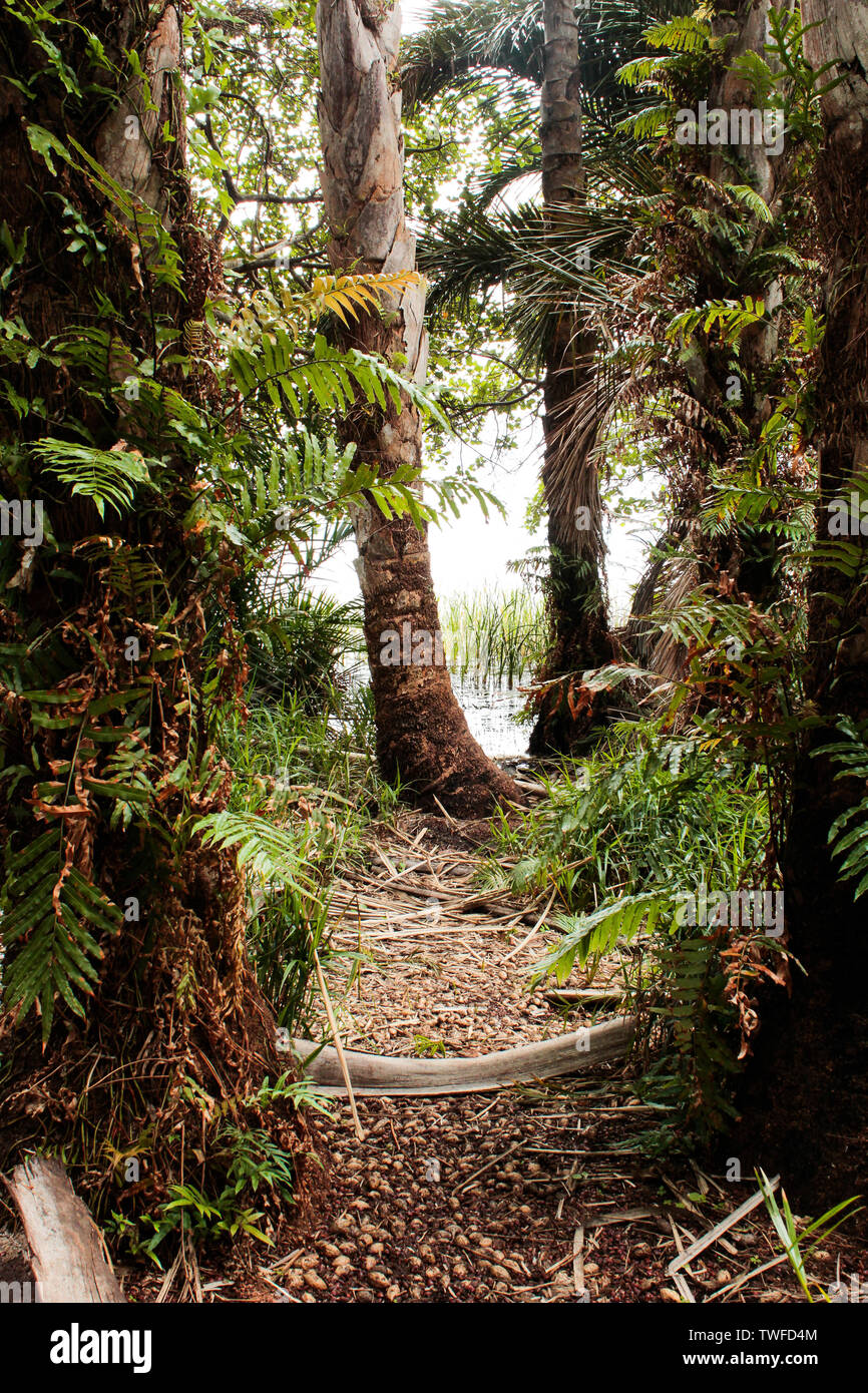 A trail through the Raffia Palm forest near Kosi Lake, Kosi Bay, KwaZulu-Natal, South Africa. Stock Photo