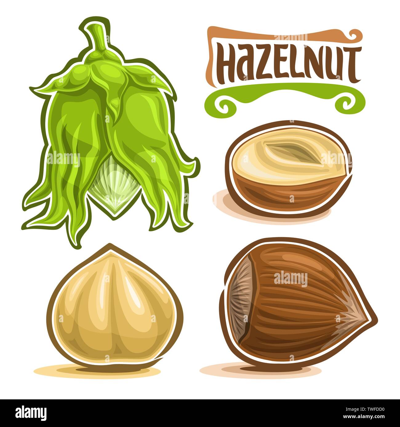 Vector set of Hazelnut Nuts Stock Vector Image & Art Alamy