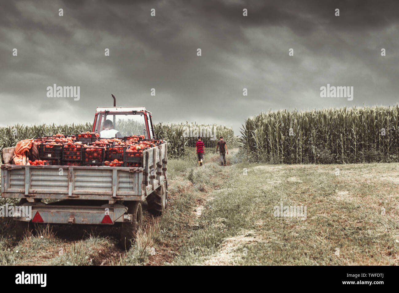 tractor charged with crates filled by red tomatoes to transport them to market Stock Photo
