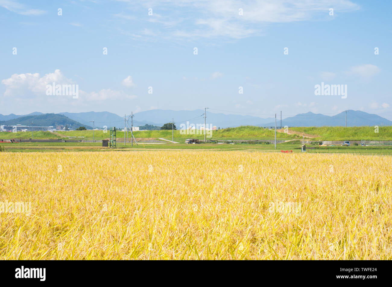 Cereal wheat farm farm farm landscape landscape agricultural crops in rural areas grazing the sky rural corn corn in summer nature planting grain and farmland in the country, no one is in the sun and the environment is the color of Japan Kyoto Stock Photo