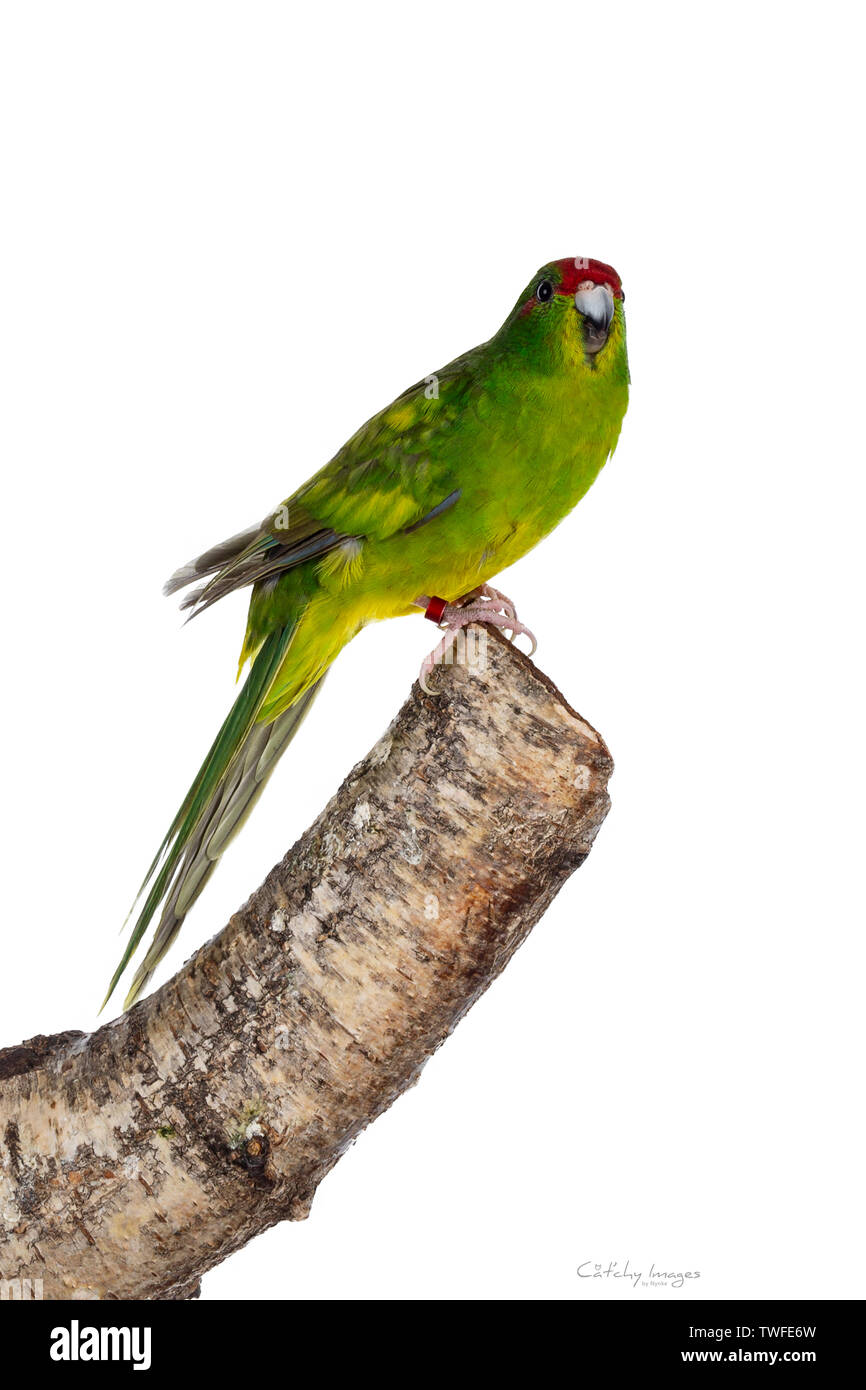 Kakariki Bird Wing - Green