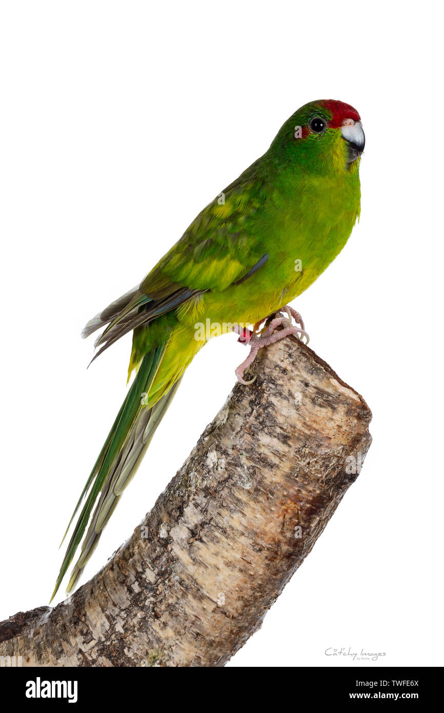 Kakariki bird hires stock photography and images Alamy