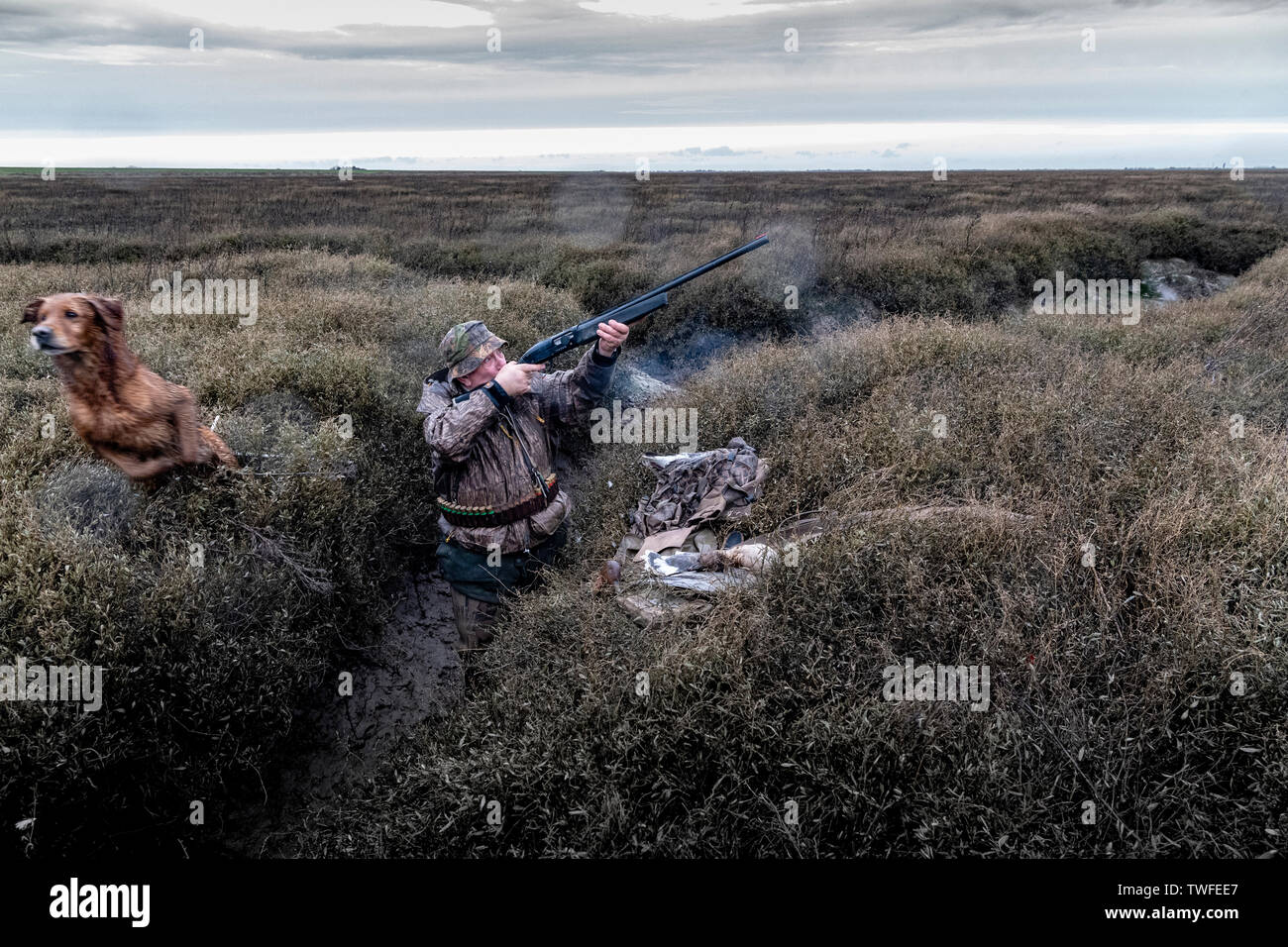 Wildfowling on the Lincolnshire Wash with the shooter taking a shot with retrieving gundog on the marshes with storm clouds and rain. Stock Photo