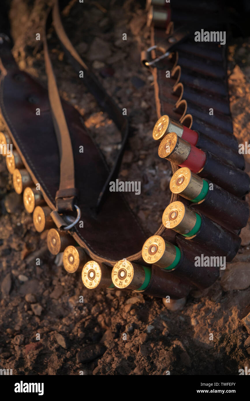 Cartridge belt with shotgun ammunition still life on marshes in golden hour lighting. Stock Photo