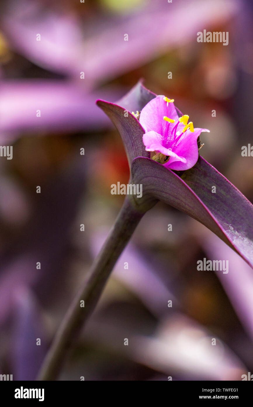 Purple Heart Flower High Resolution Stock Photography and Images - Alamy