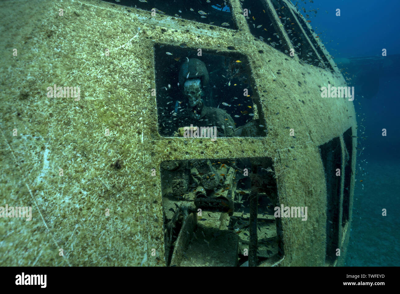 A pilot dummy surrounded by schools of fish sits at the cockpit of a C-130 crash in the Red Sea waters off Aqaba in Jordan. Stock Photo