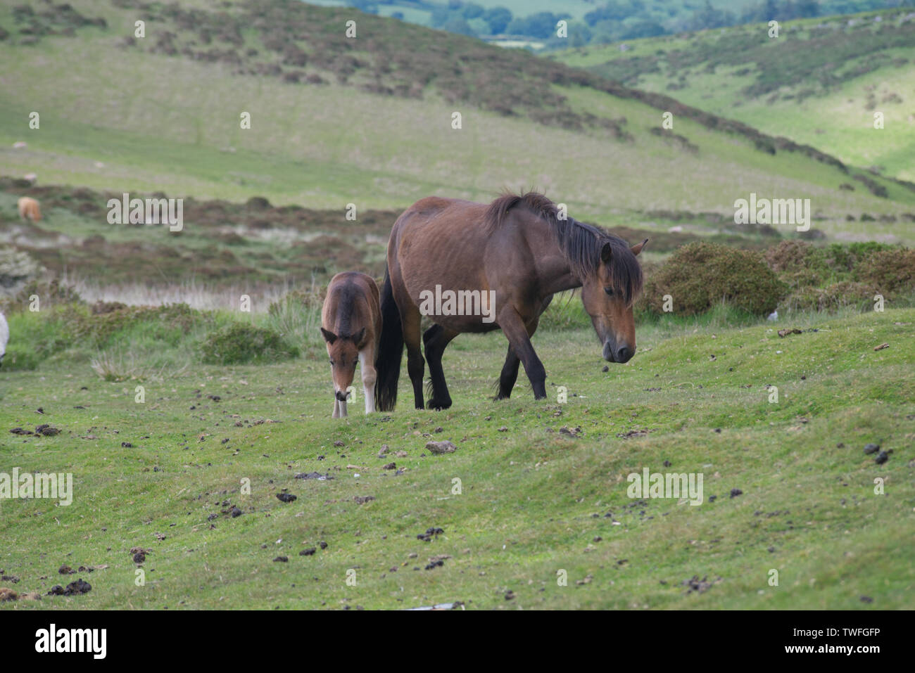 dartmoor-animal-hi-res-stock-photography-and-images-alamy