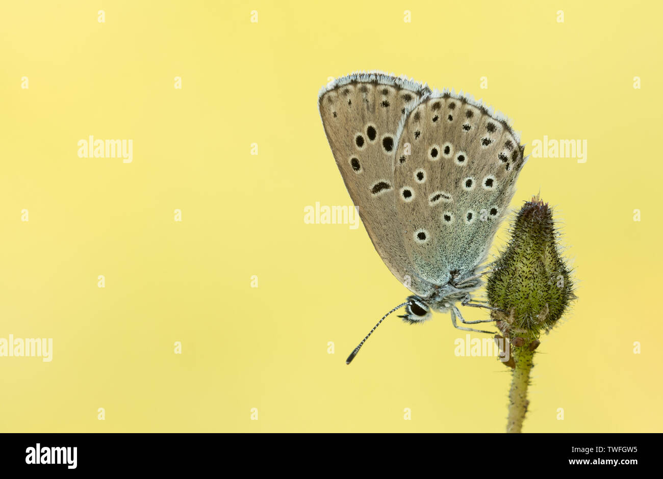 A Large Blue butterfly (Phengaris arion) roosting during the early morning with its wings closed on a flowerhead at Daneway Banks, Gloucestershire Stock Photo
