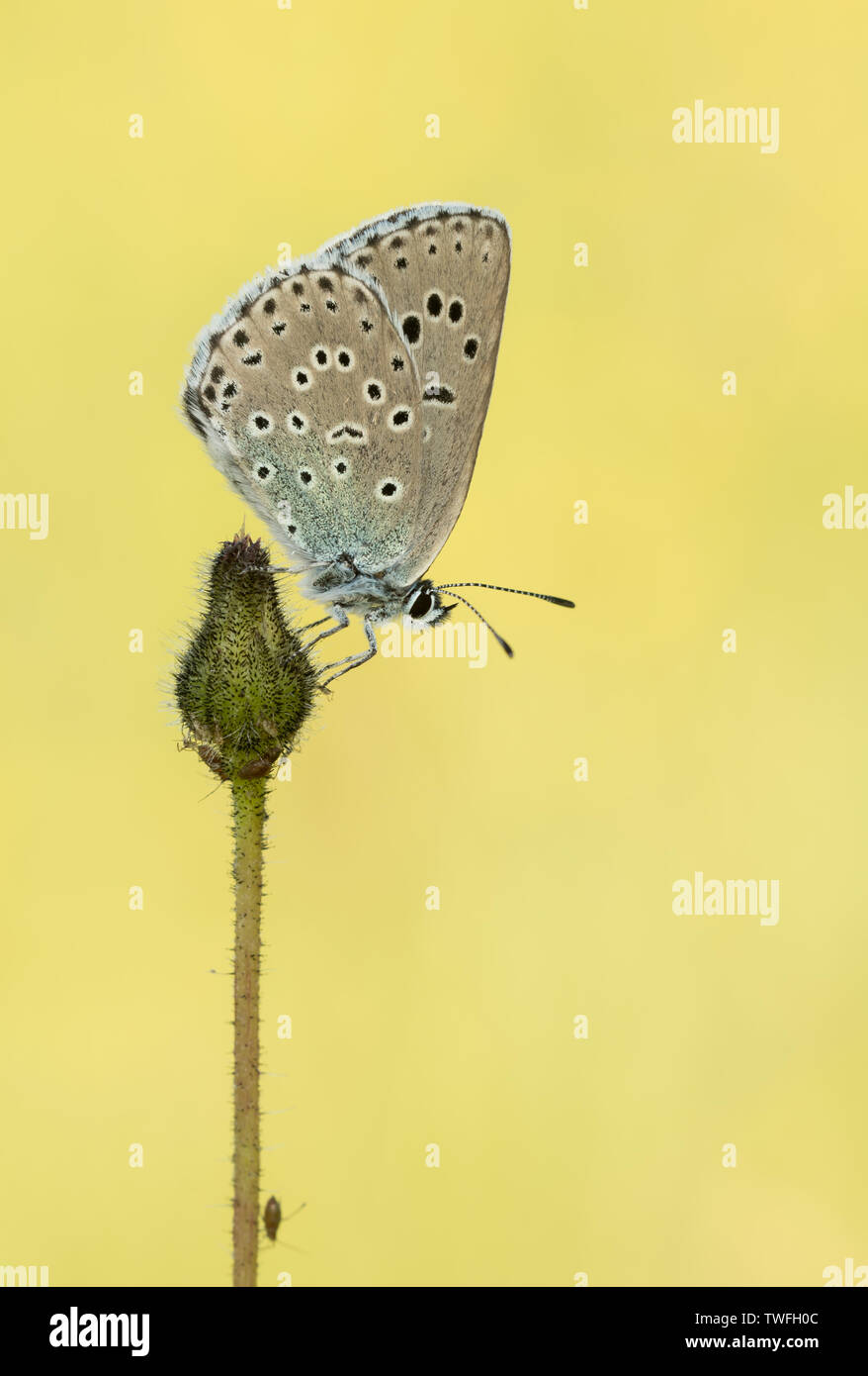 A Large Blue butterfly (Phengaris arion) roosting during the early morning with its wings closed on a flowerhead at Daneway Banks, Gloucestershire Stock Photo