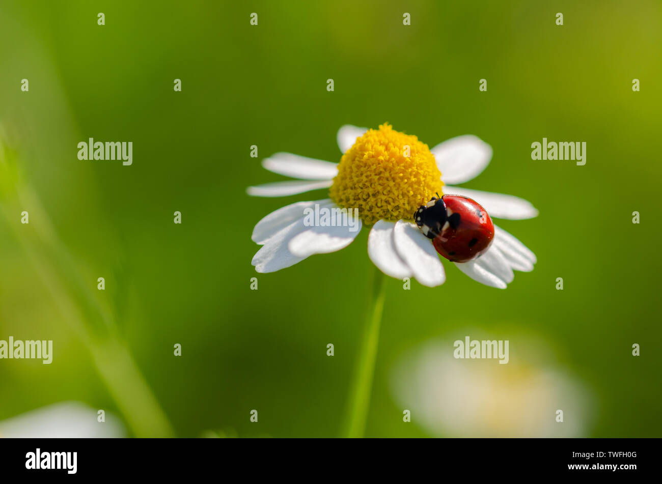 The ladybird sits on a camomile flower.Selective focus and green grass background. Stock Photo