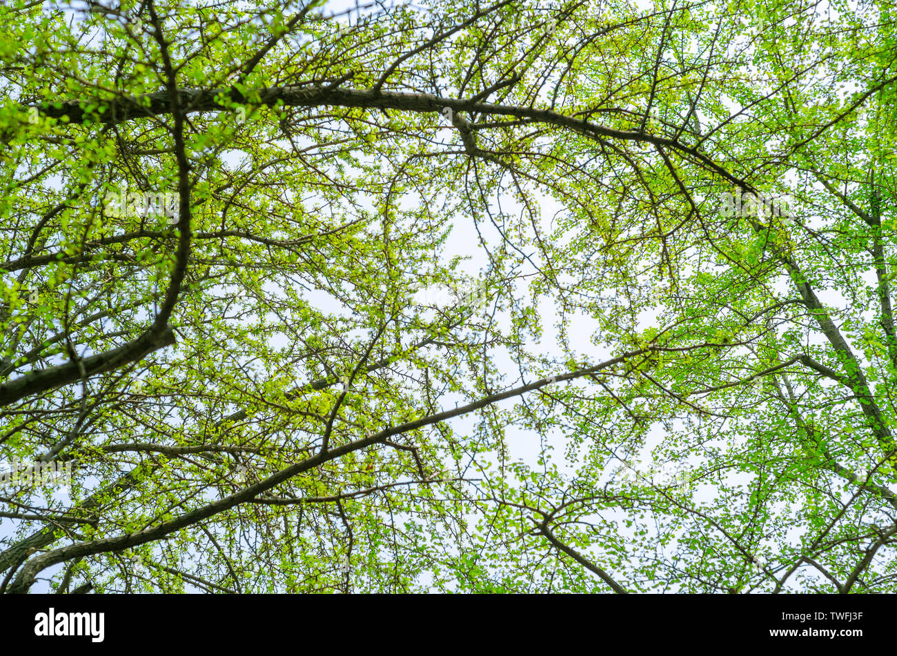 Staggered Spring Spring branches staggered background Stock Photo - Alamy