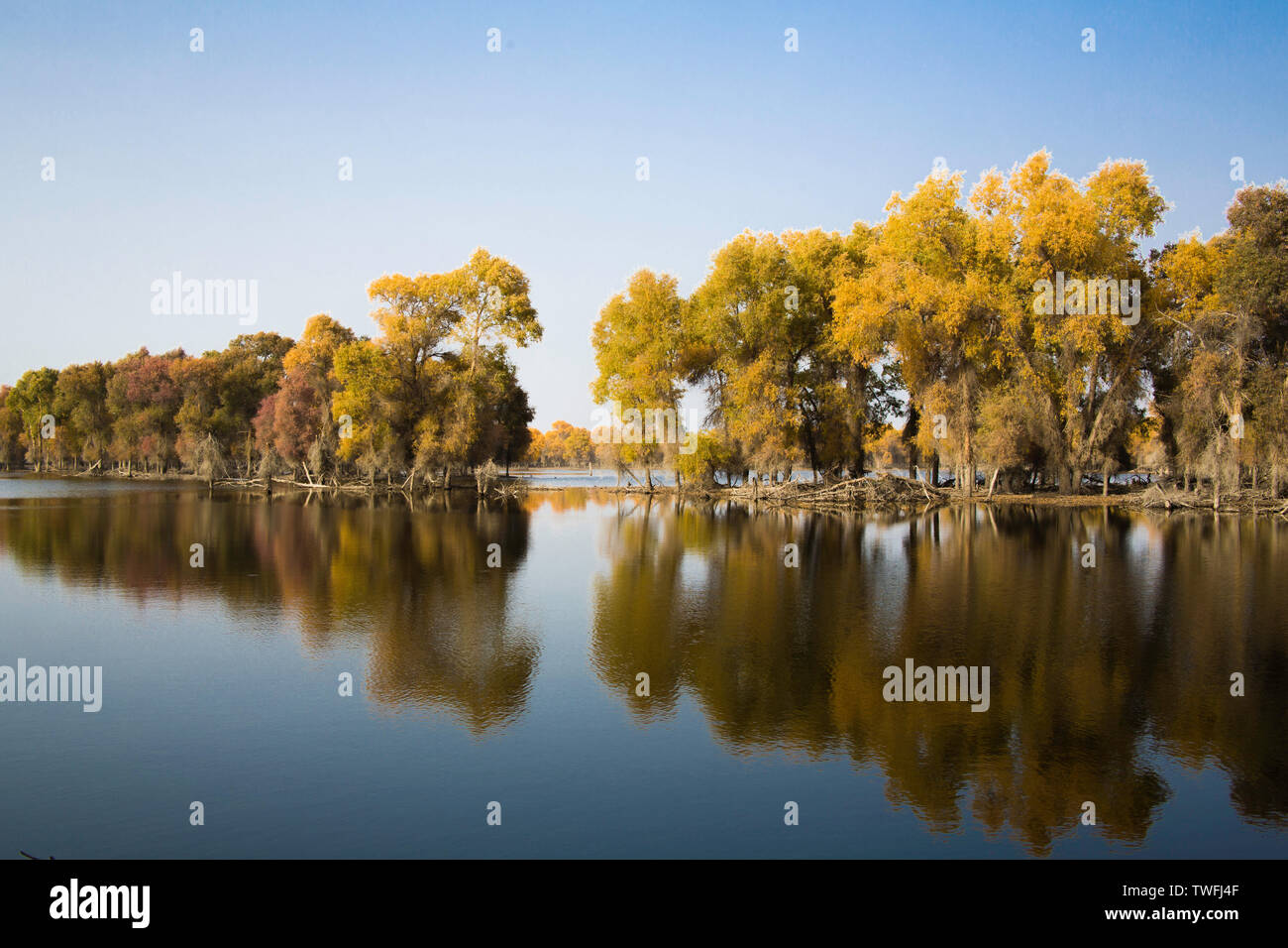 Hu Yang Lin of the Tarim River in Runtai, Xinjiang Stock Photo